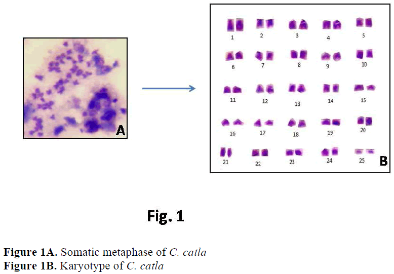 fisheriessciences-Somatic-metaphase