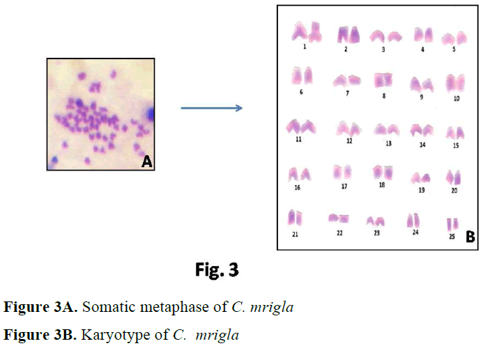 fisheriessciences-Somatic-metaphase