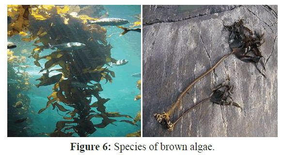 fisheriessciences-Species-brown-algae