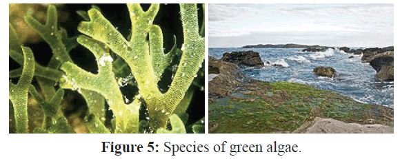 fisheriessciences-Species-green-algae