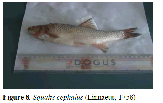 fisheriessciences-Squalis