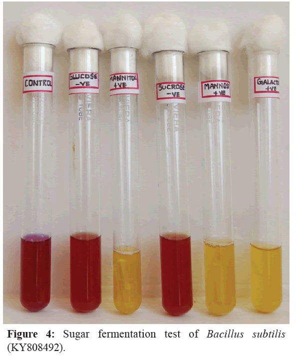 fisheriessciences-Sugar-fermentation