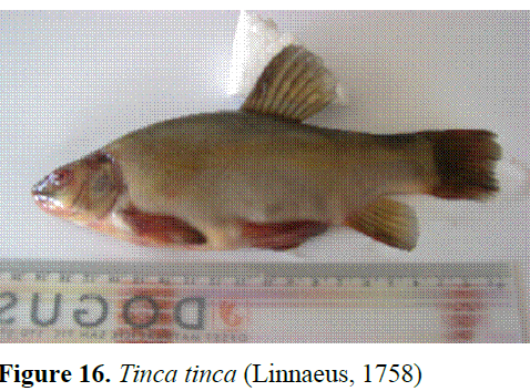 fisheriessciences-Tinca