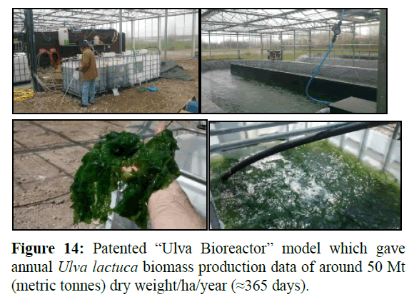 fisheriessciences-Ulva-Bioreactor