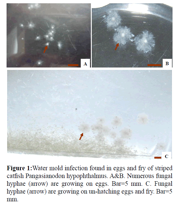 fisheriessciences-Water-mold-infection