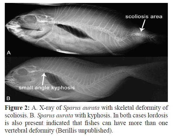 fisheriessciences-X-ray-Sparus-aurata