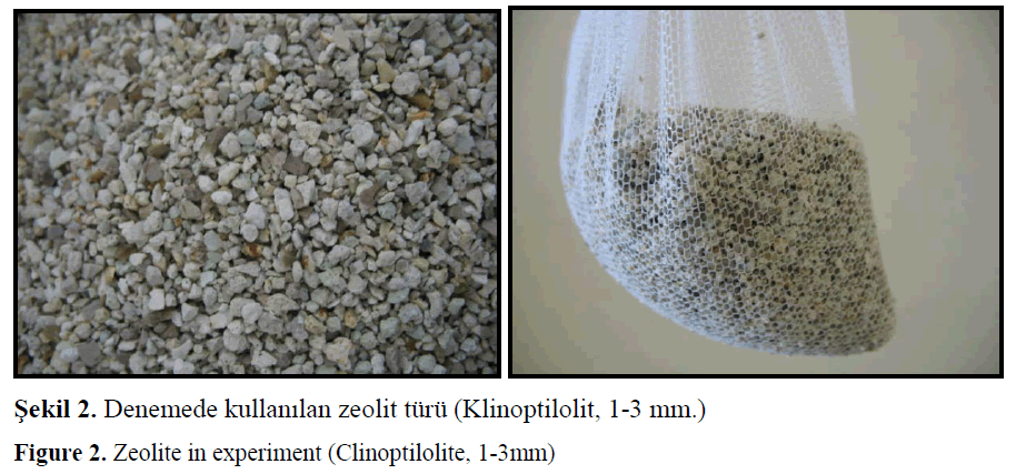 fisheriessciences-Zeolite-experiment