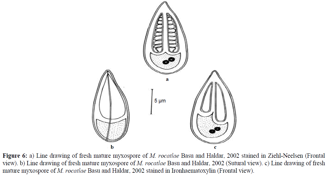 fisheriessciences-Ziehl-Neelsen