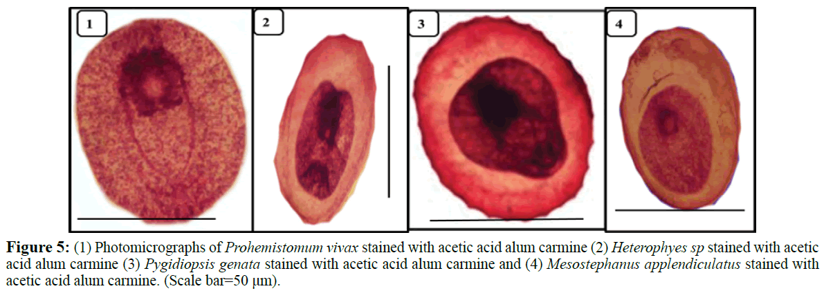 fisheriessciences-acetic-acid