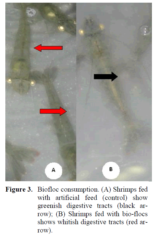 fisheriessciences-artificial-feed