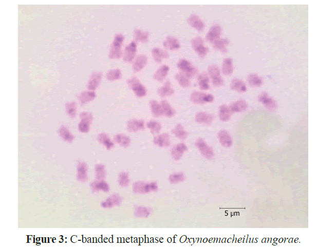 fisheriessciences-banded-metaphase