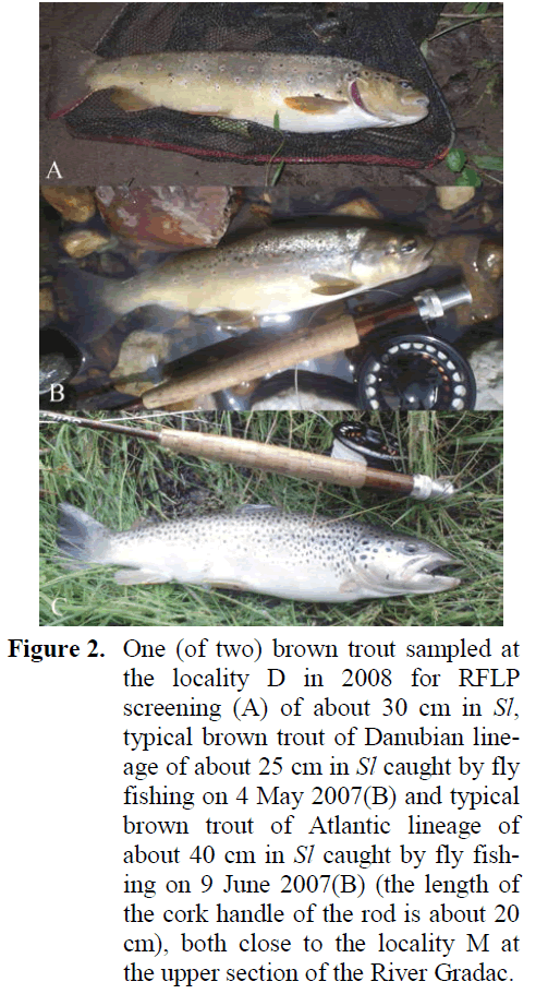 fisheriessciences-brown-trout