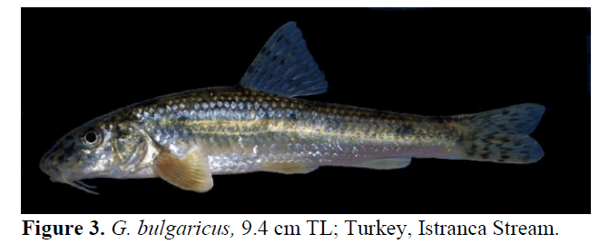 fisheriessciences-bulgaricus