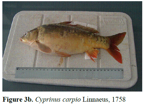 fisheriessciences-carpio