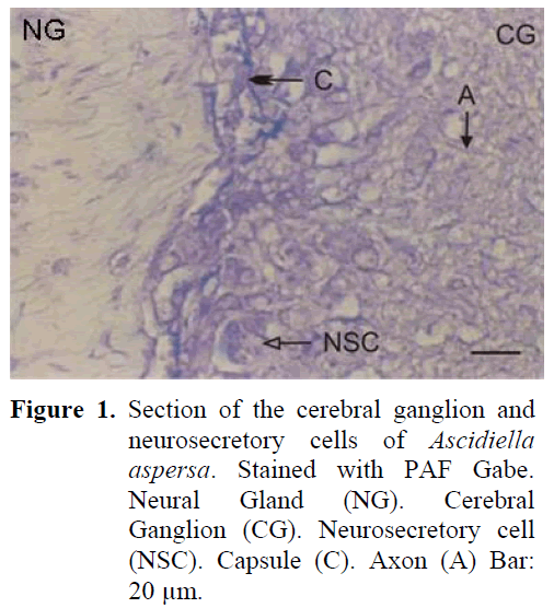 fisheriessciences-cerebral-ganglion