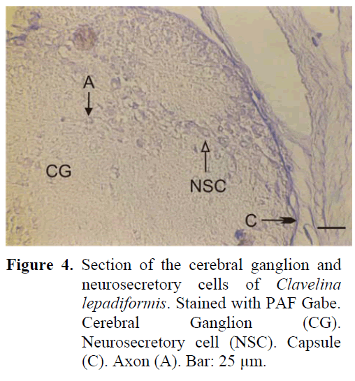 fisheriessciences-cerebral-ganglion