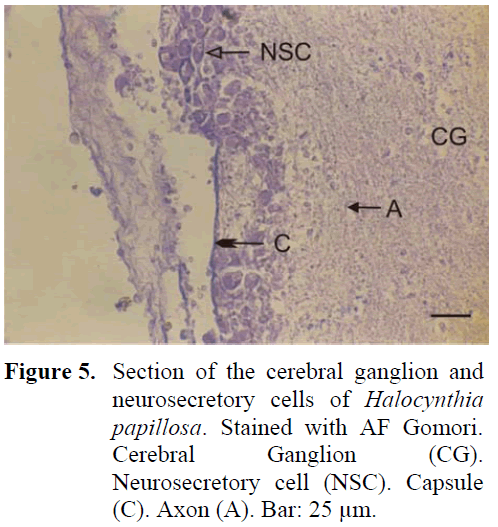 fisheriessciences-cerebral-ganglion