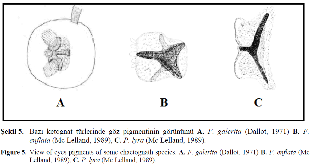 fisheriessciences-chaetognath-species