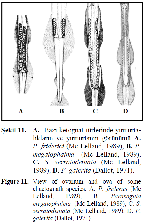 fisheriessciences-chaetognath-species