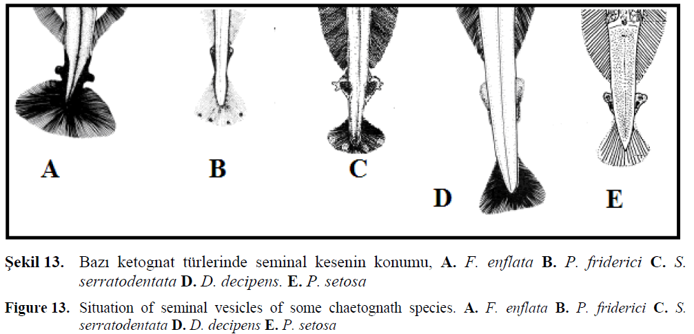 fisheriessciences-chaetognath-species