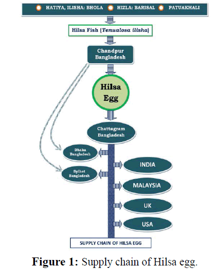 fisheriessciences-chain-Hilsa-egg