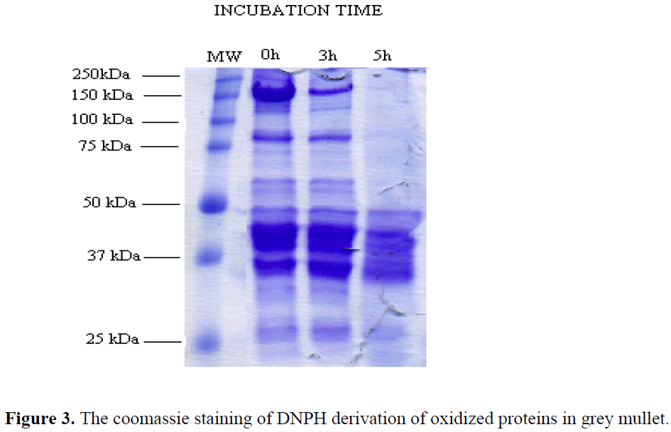 fisheriessciences-coomassie-staining