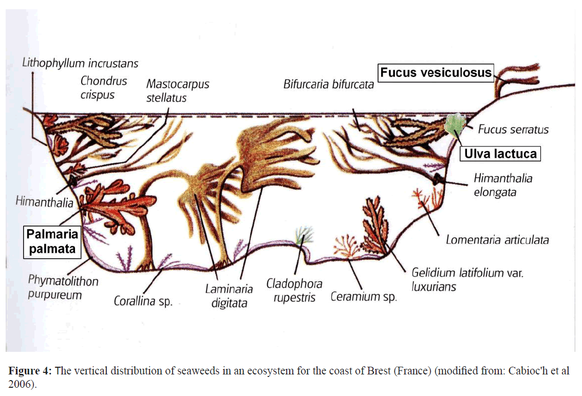 fisheriessciences-ecosystem-coast-Brest