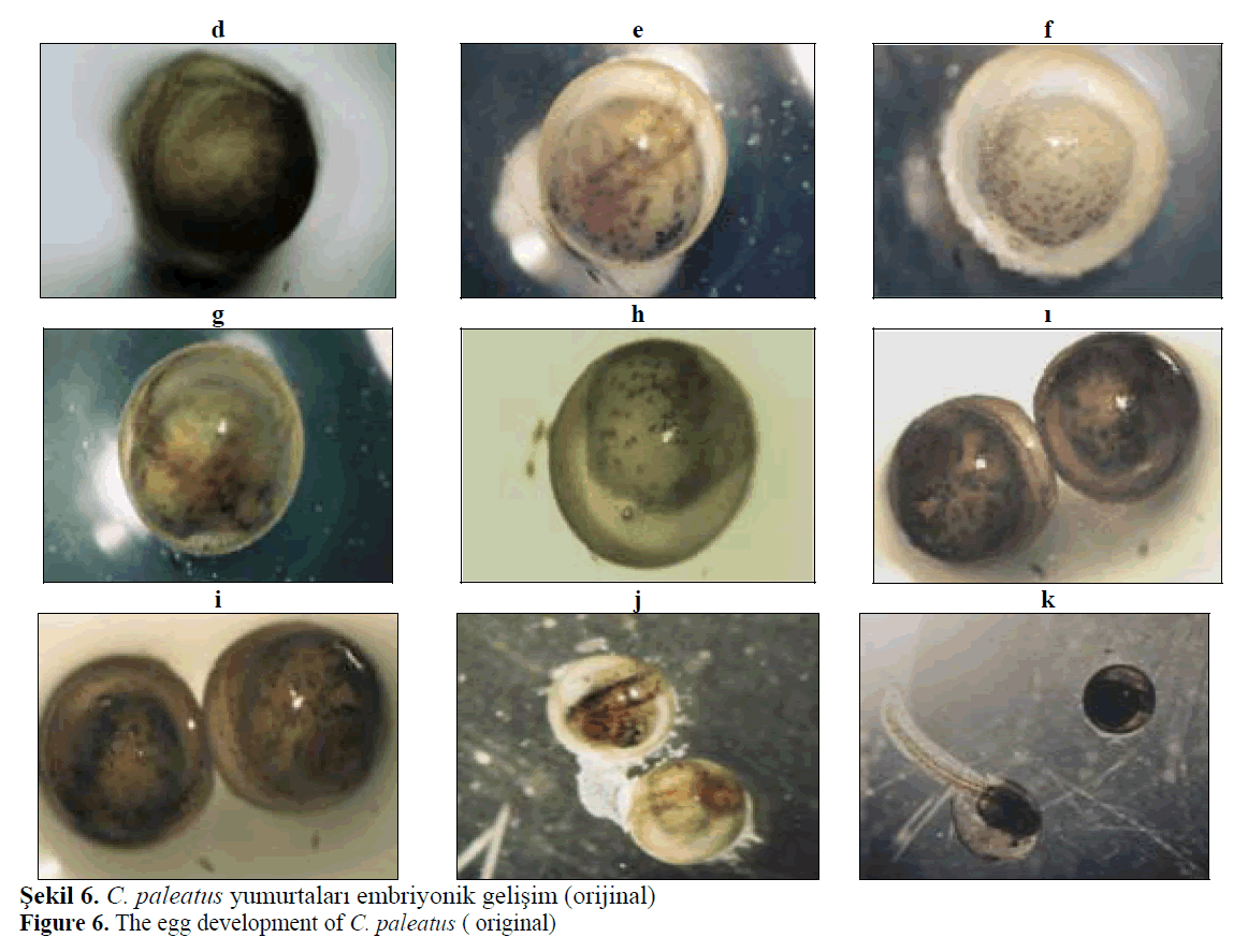 fisheriessciences-egg-development