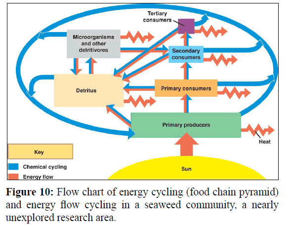 fisheriessciences-energy-flow-cycling