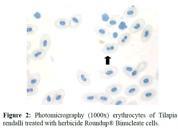 fisheriessciences-erythrocytes-Tilapia