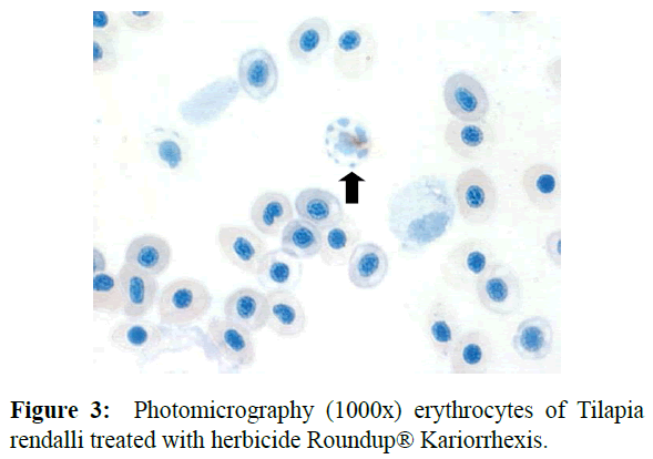 fisheriessciences-erythrocytes-Tilapia