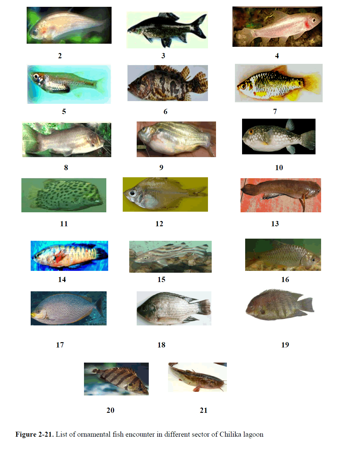 fisheriessciences-fish-encounter