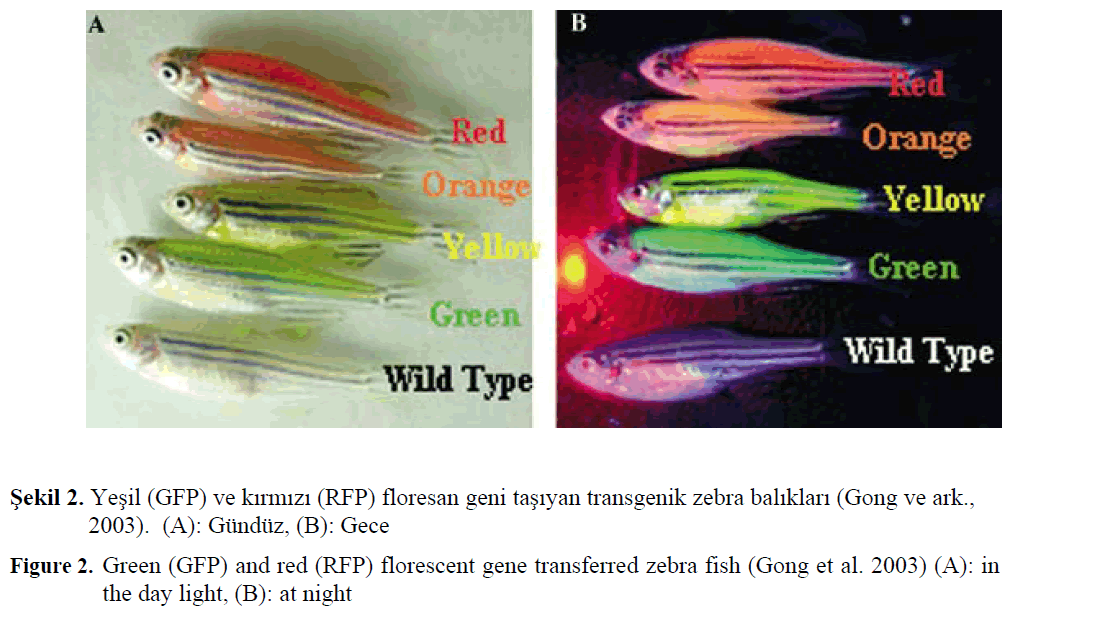 fisheriessciences-florescent-gene