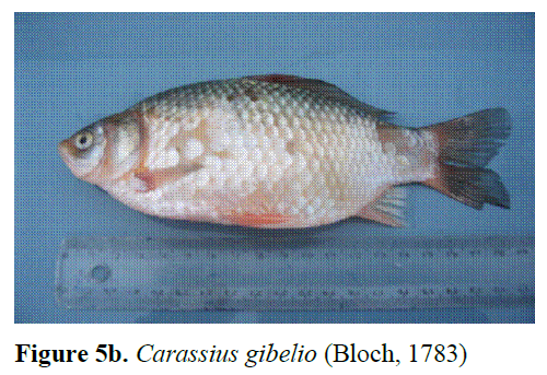 fisheriessciences-gibelio