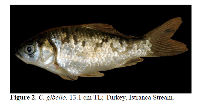 fisheriessciences-gibelio