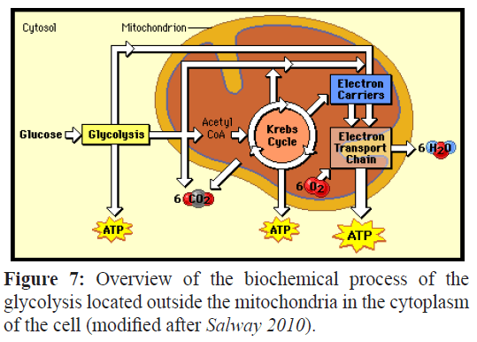 fisheriessciences-glycolysis-located-outside