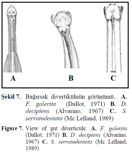 fisheriessciences-gut-diverticule