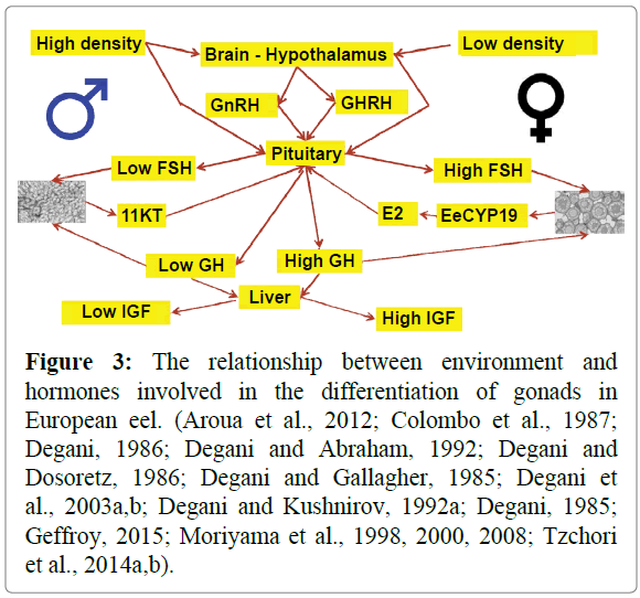 fisheriessciences-hormones-involved