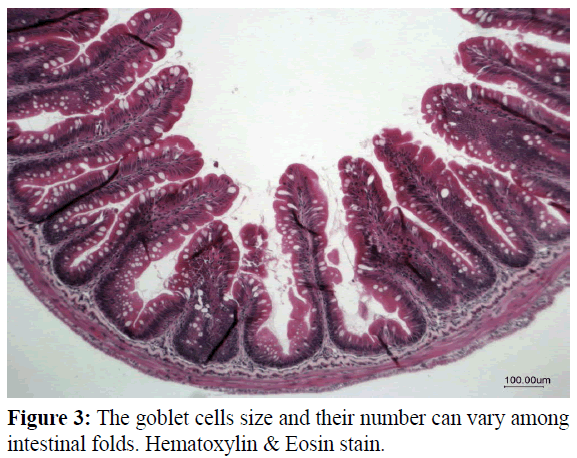 fisheriessciences-intestinal-folds