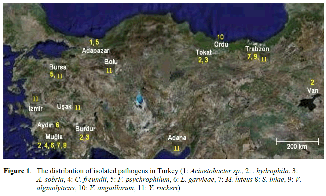 fisheriessciences-isolated-pathogens-Turkey