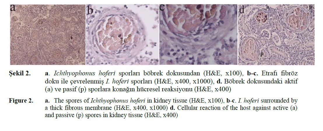 fisheriessciences-kidney-tissue