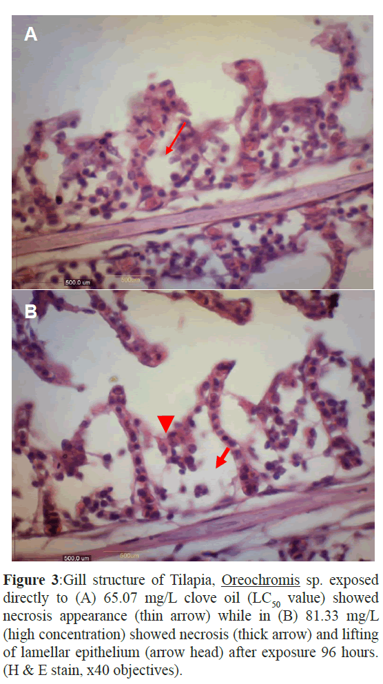 fisheriessciences-lamellar-epitheliuml