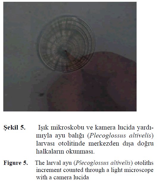 fisheriessciences-light-microscope