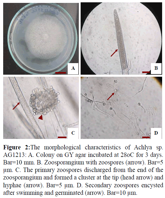 fisheriessciences-morphological-characteristics