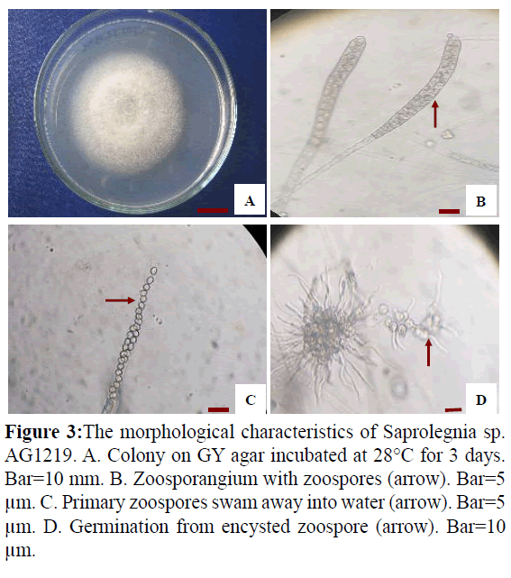 fisheriessciences-morphological-characteristics