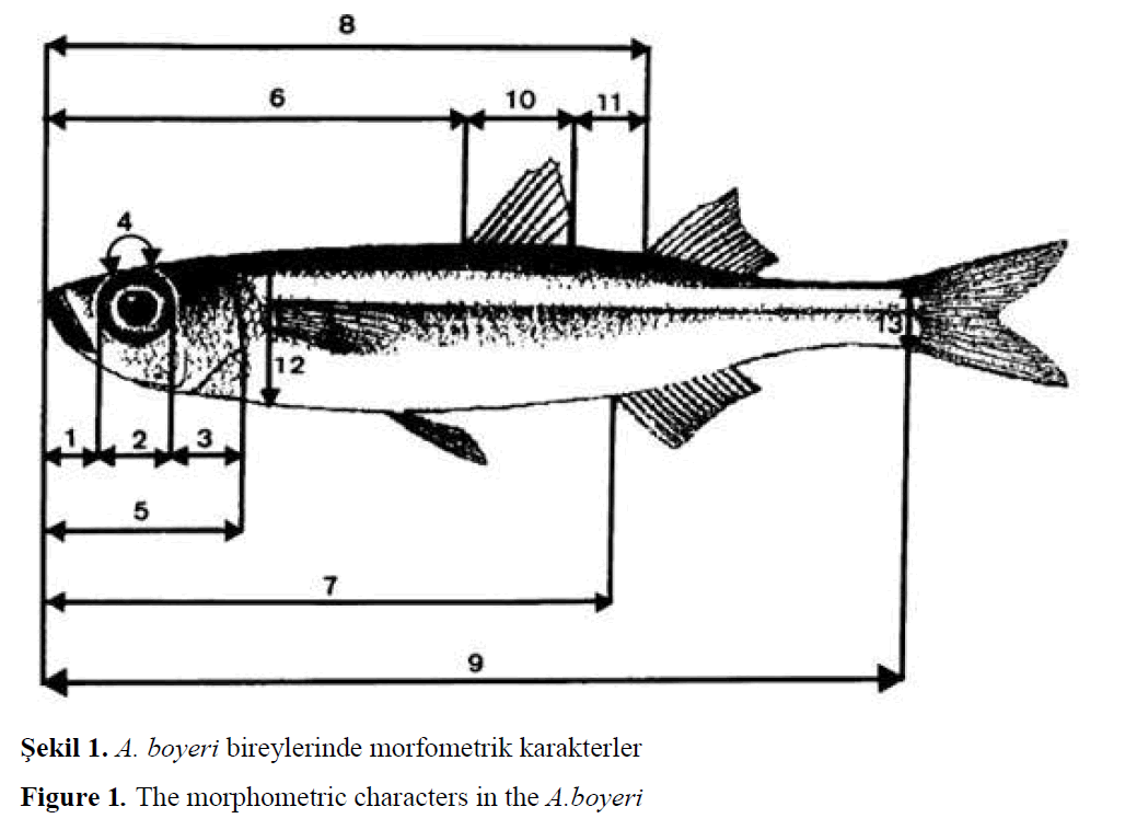 fisheriessciences-morphometric