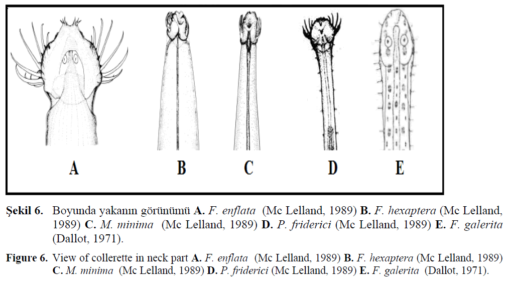 fisheriessciences-neck-part