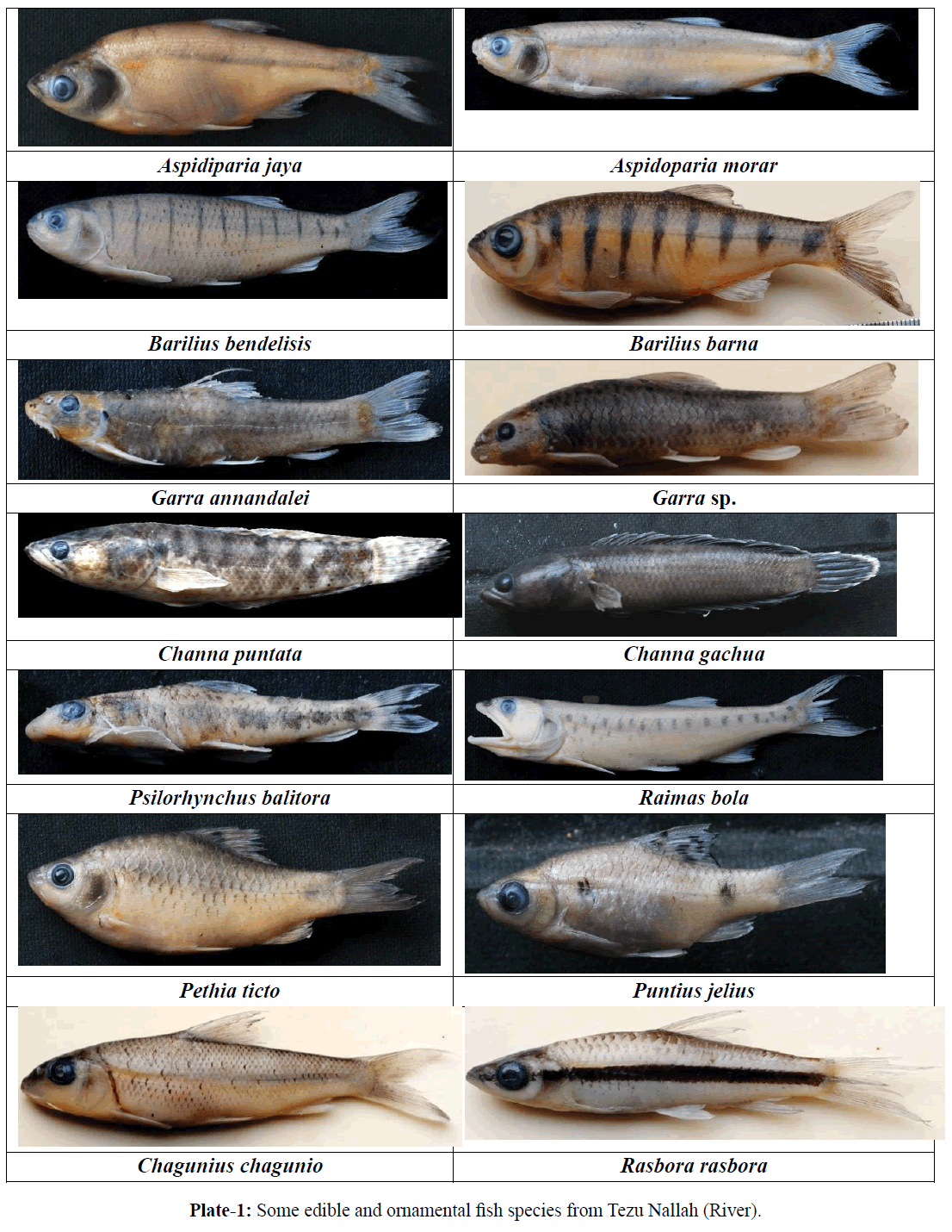 fisheriessciences-ornamental-fish