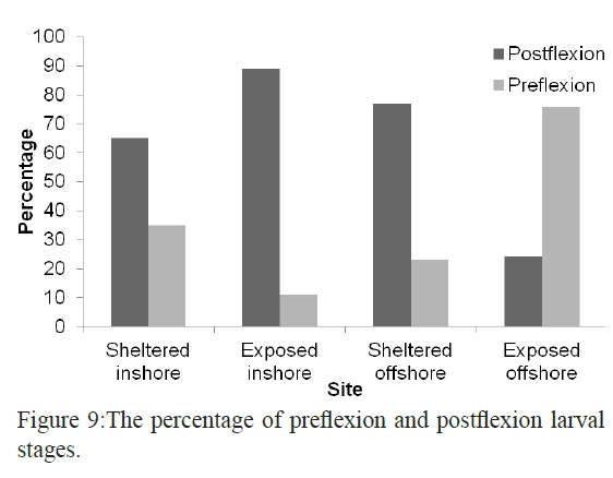 fisheriessciences-postflexion-larval