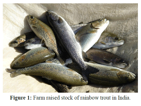 fisheriessciences-rainbow-trout-India